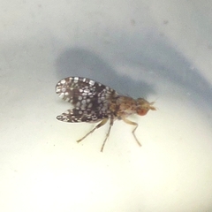 Trypetoptera punctulata