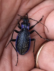 Carabus intricatus