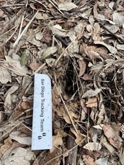 Sciurus carolinensis