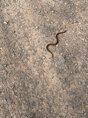 Storeria occipitomaculata