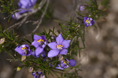 Cheiranthera alternifolia