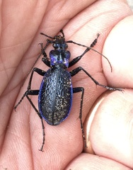 Carabus intricatus