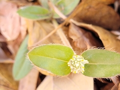 Gomphrena celosioides