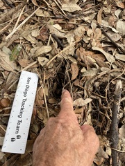 Sciurus carolinensis