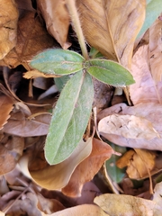Gomphrena celosioides