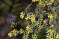 Pimelea serpyllifolia