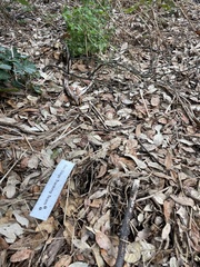 Sciurus carolinensis