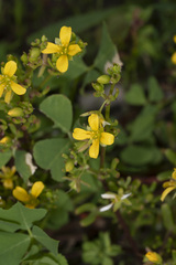 Tetragonia implexicoma