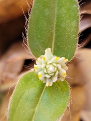 Gomphrena celosioides
