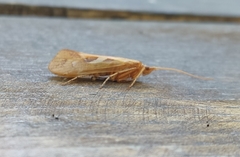 Limnephilus rhombicus