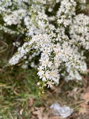 Olearia