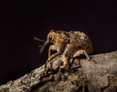 Eutyrhinus meditabundus