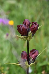 Gentiana purpurea