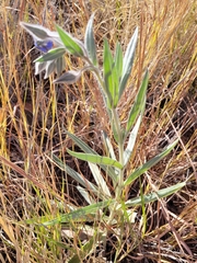 Trichodesma zeylanicum