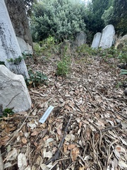 Sciurus carolinensis