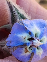 Trichodesma zeylanicum