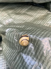 Cepaea nemoralis