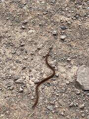 Storeria occipitomaculata