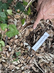 Sciurus carolinensis