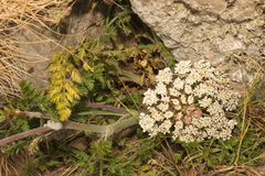 Heracleum sphondylium