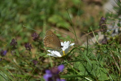 Aphantopus hyperantus
