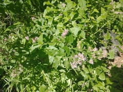 Ageratina occidentalis