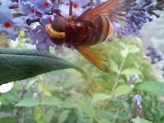 Volucella zonaria