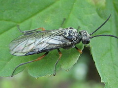 Dolerus puncticollis