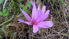 Colchicum autumnale