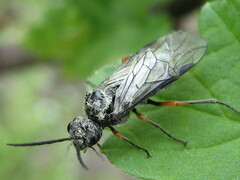 Dolerus puncticollis
