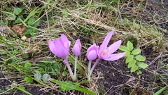 Colchicum autumnale