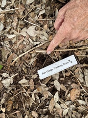 Sciurus carolinensis