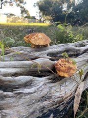 Piptoporus australiensis