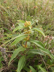 Gentiana cruciata
