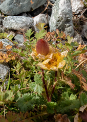 Geum reptans