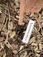 Sciurus carolinensis