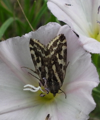 Acontia trabealis