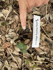 Sciurus carolinensis