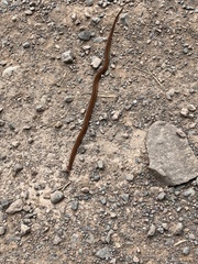 Storeria occipitomaculata