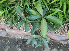 Ficus virens