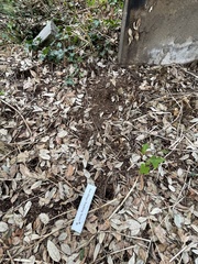 Sciurus carolinensis