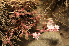 Sedum anglicum
