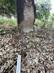 Sciurus carolinensis