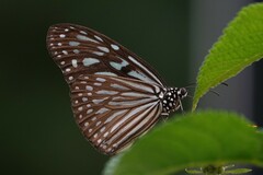 Ideopsis vulgaris