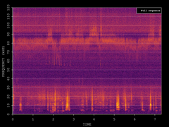 Pipistrellus pygmaeus