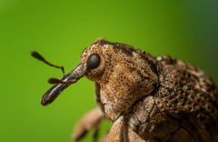 Eutyrhinus meditabundus