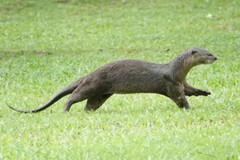 Lutrogale perspicillata