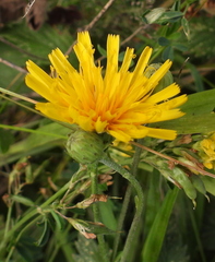 Hieracium robustum