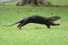 Lutrogale perspicillata