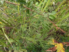 Seseli annuum